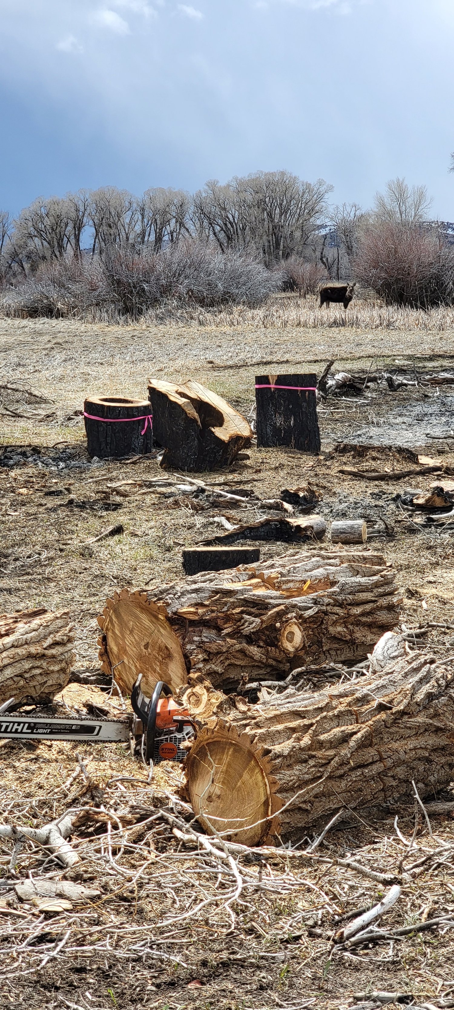 Givens Fire and Forestry project photo