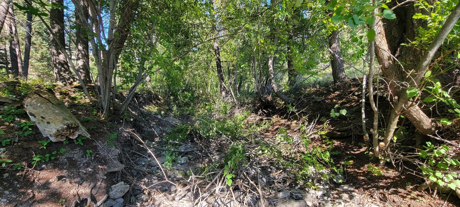 Dense forest with thick undergrowth and fallen branches before brush clearing