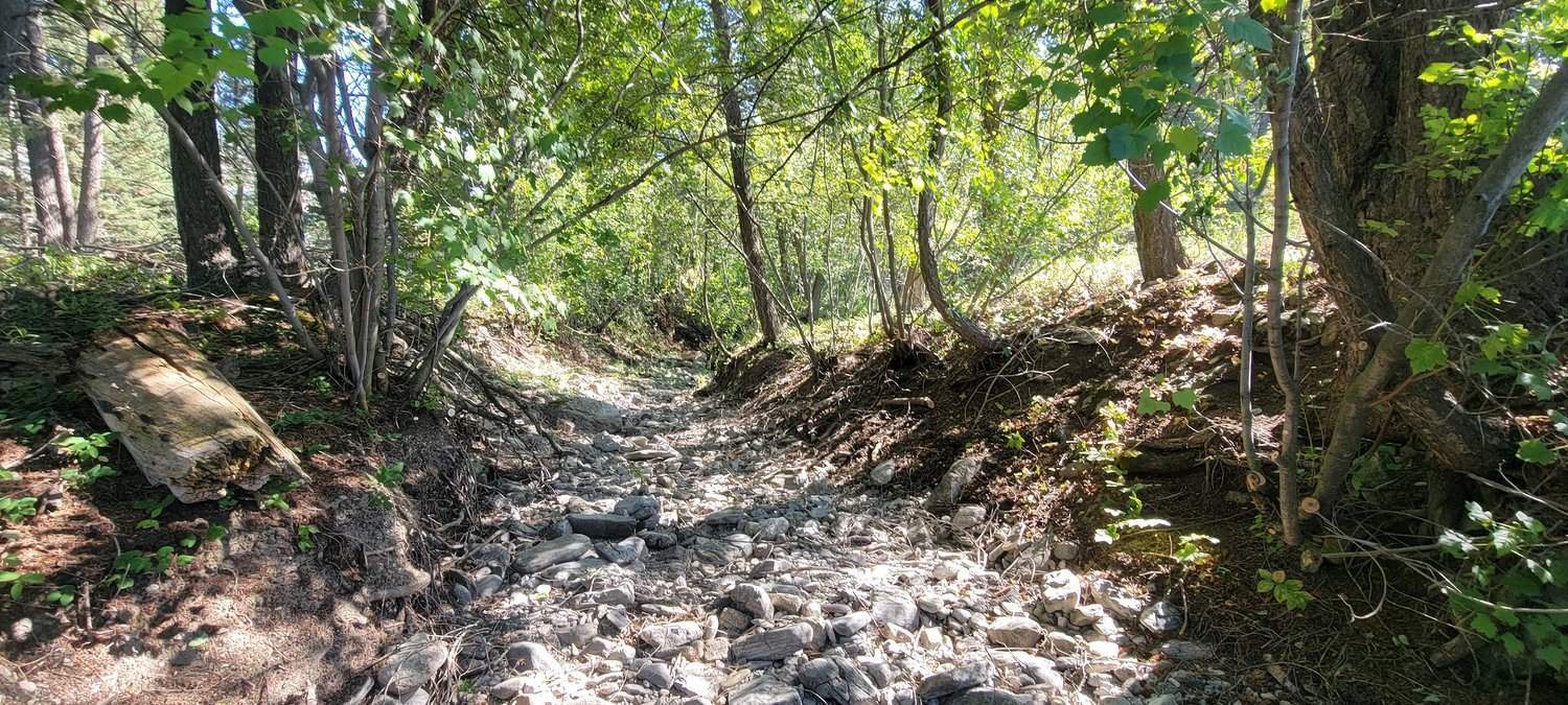 Rocky dry creek bed surrounded by thinned trees after brush clearing