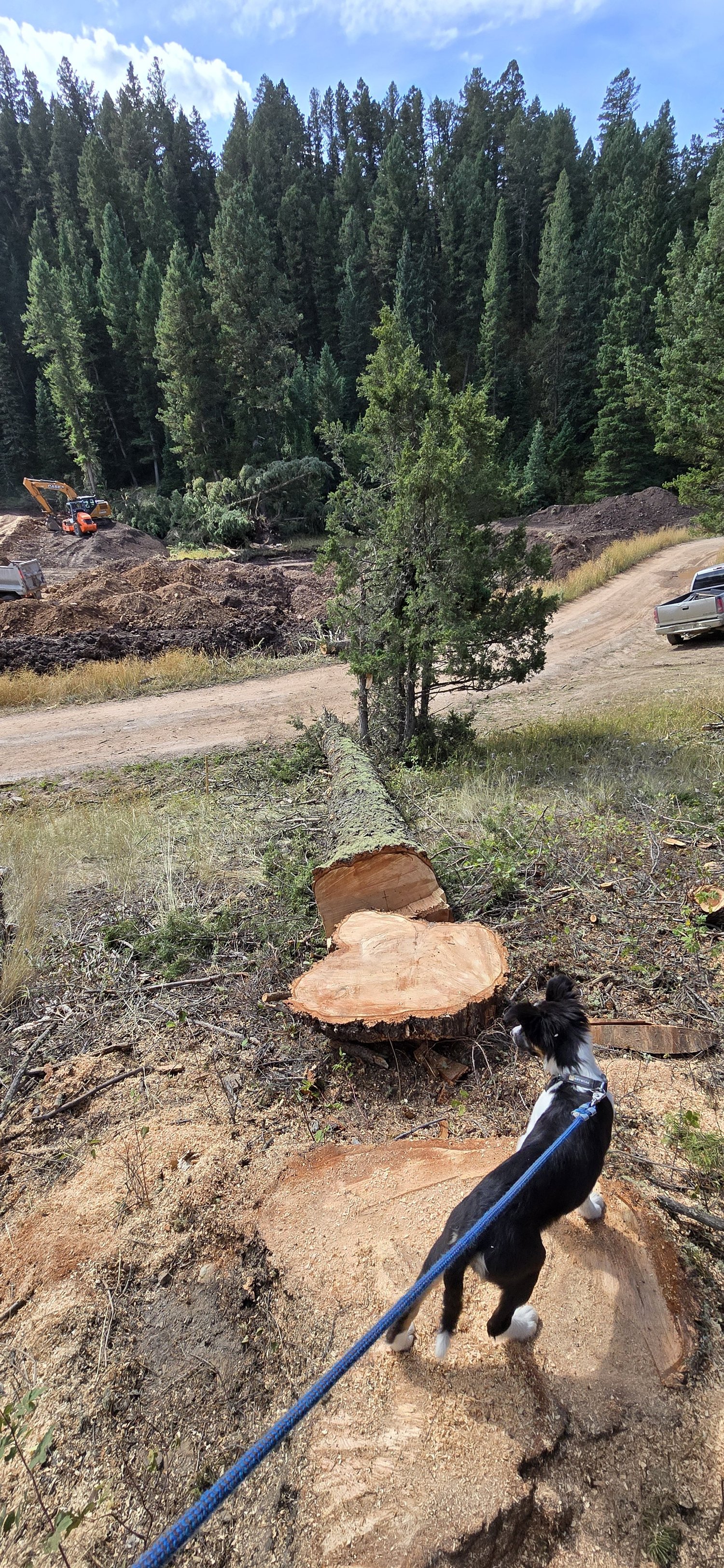 Givens Fire and Forestry project photo