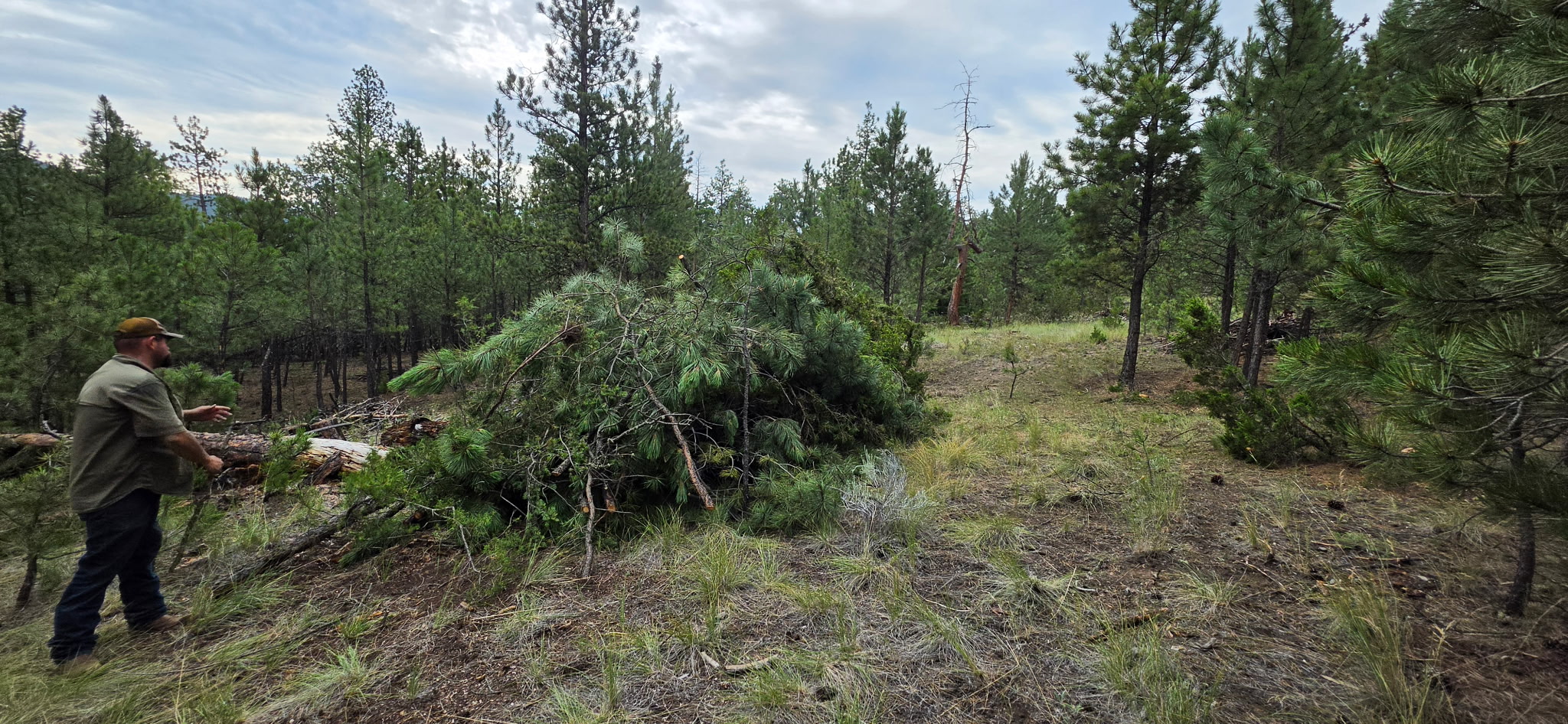 Crew member beside a pile of cut pine branches during brush clearing in a Montana forest