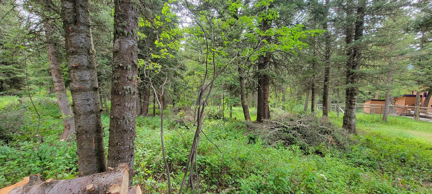 Forested area with dense trees and a wooden structure in the background before mitigation