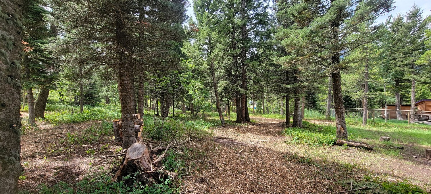 Forest trail with spaced trees and a clearing after mitigation