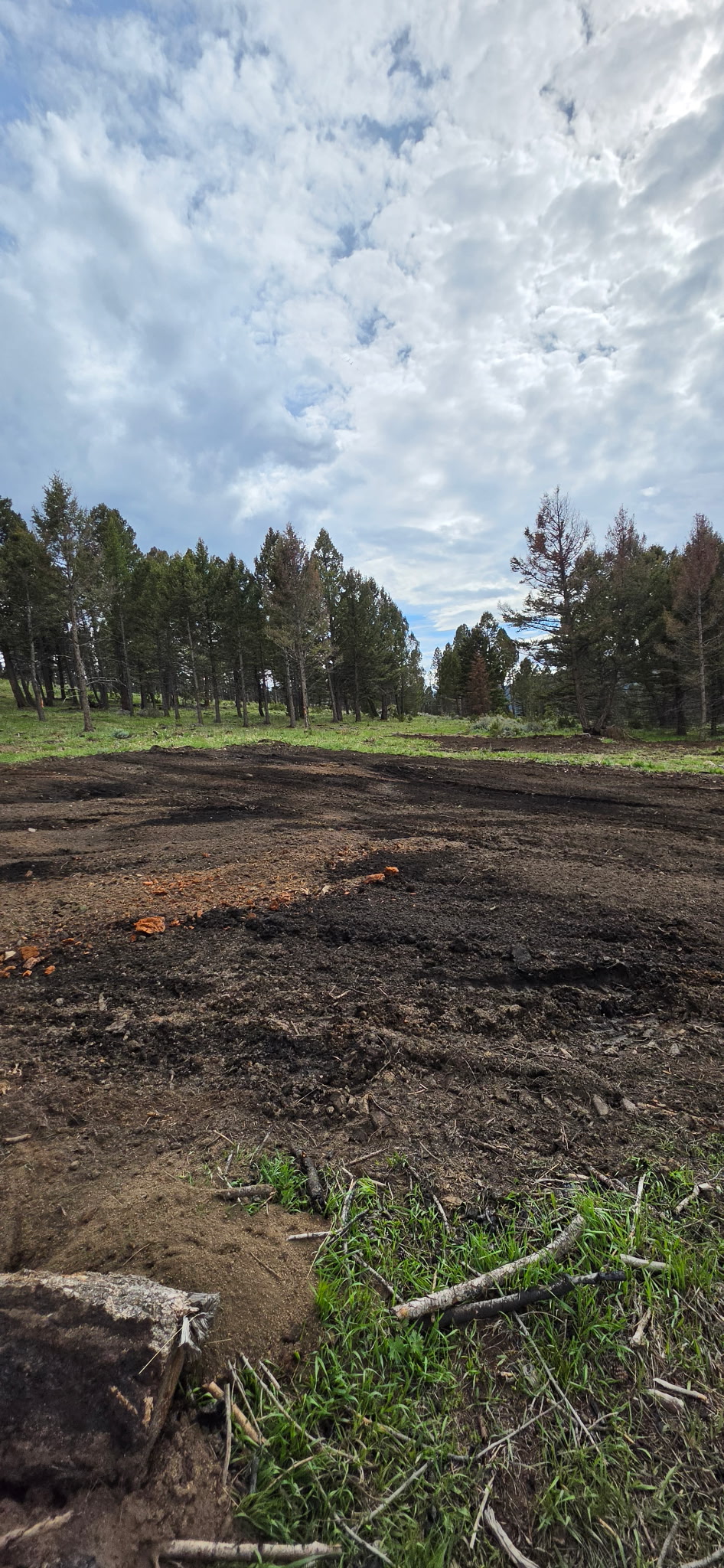 Cleared and leveled soil after post-burn cleanup in a Montana forest clearing