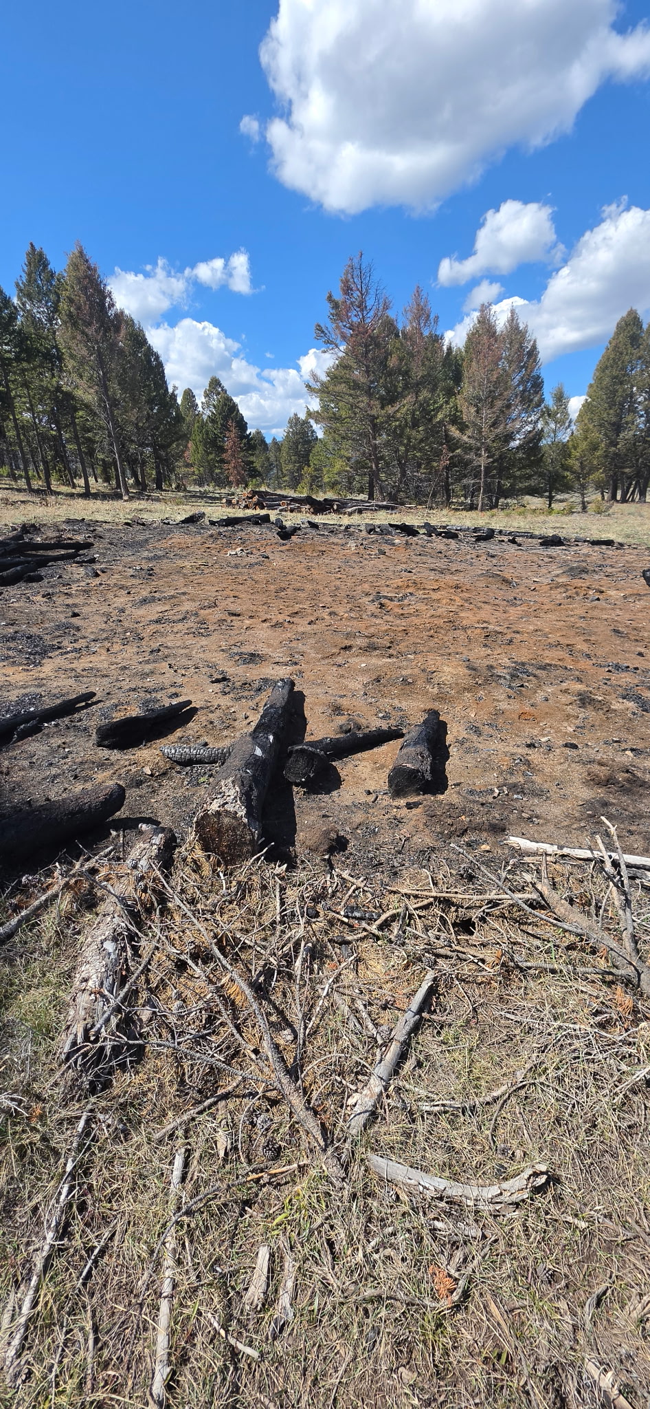 Scorched forest clearing with charred logs before post-burn cleanup in Montana