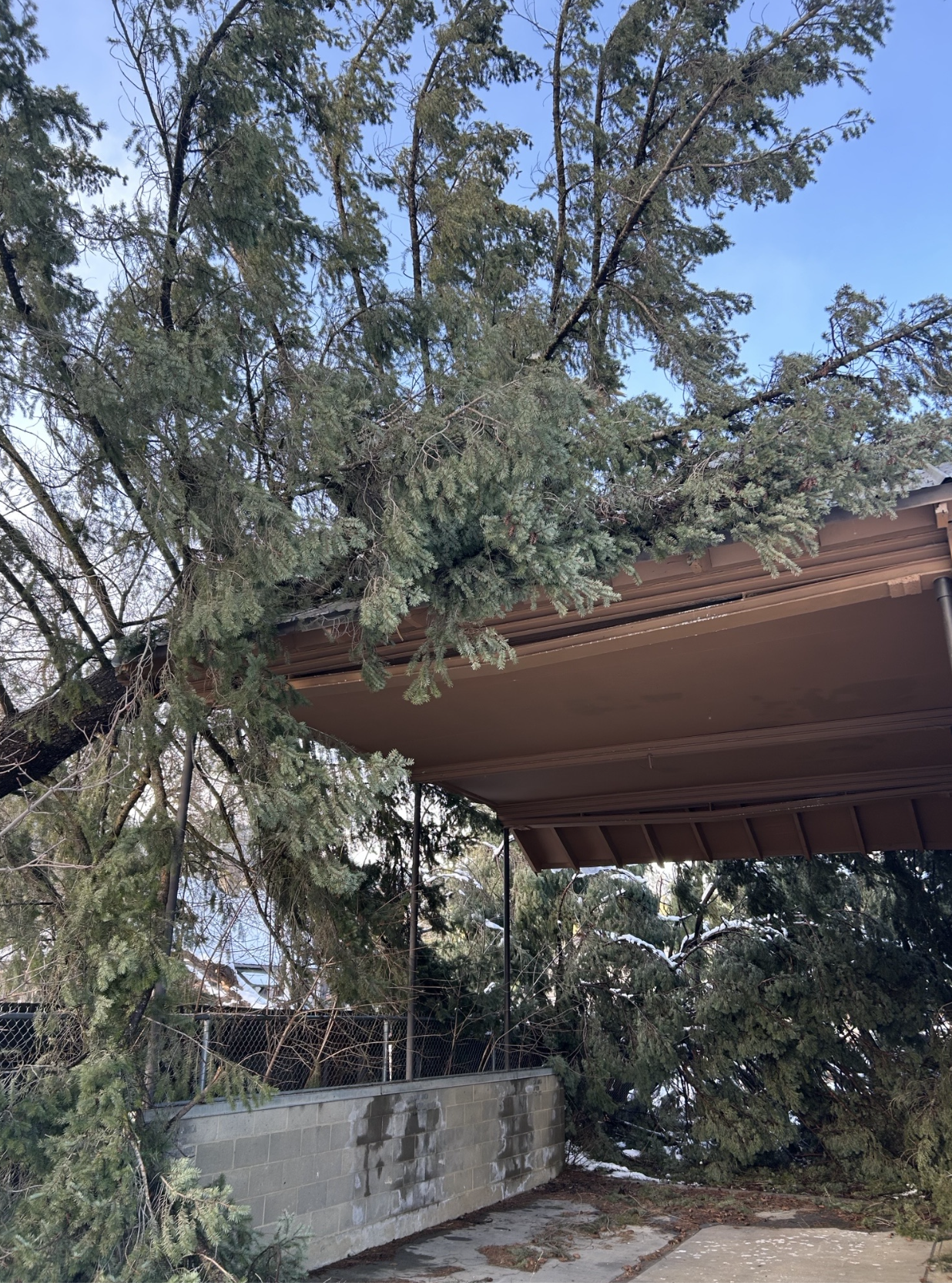 Fallen tree blocking a carport with snow on the ground
