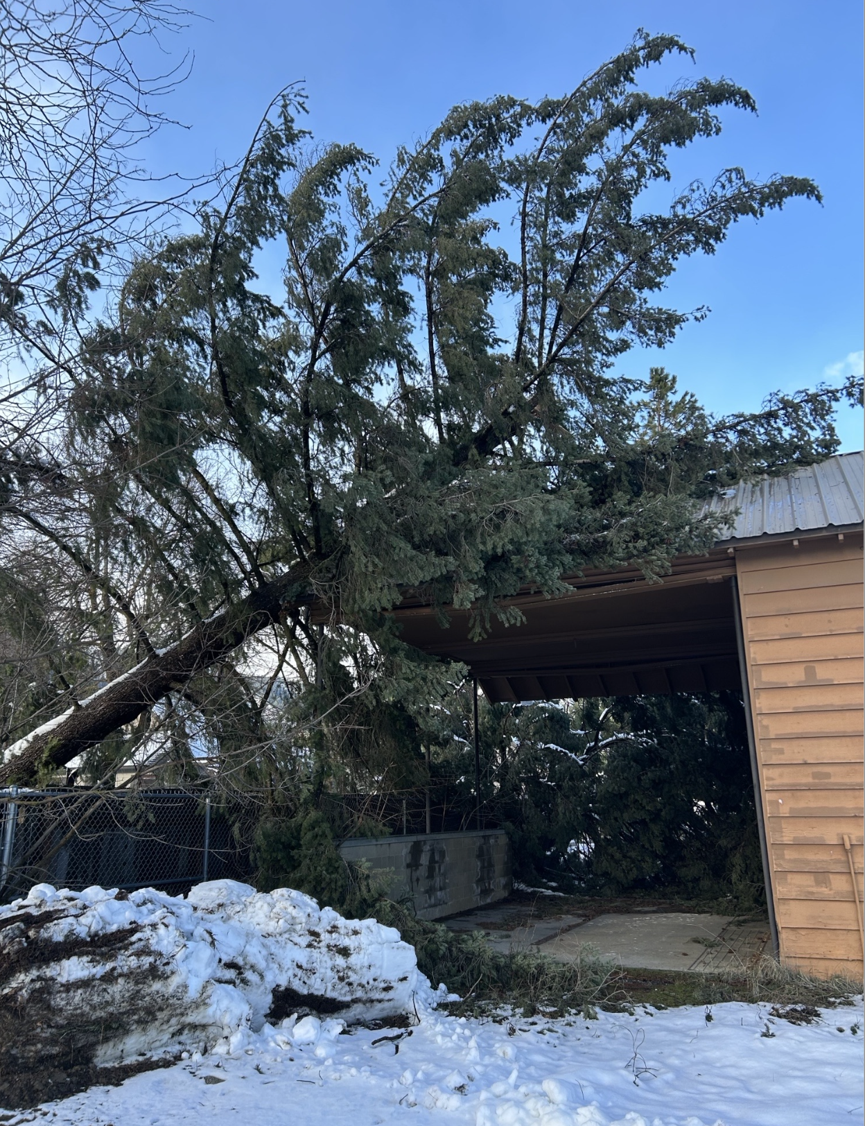 Large tree fallen onto a house roof and driveway