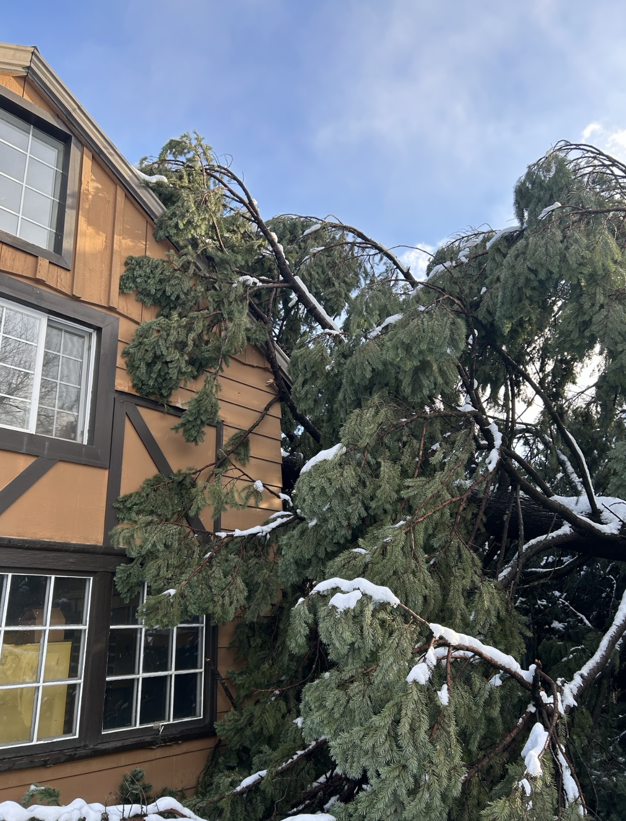 Evergreen tree fallen onto the side of a house in snowy weather