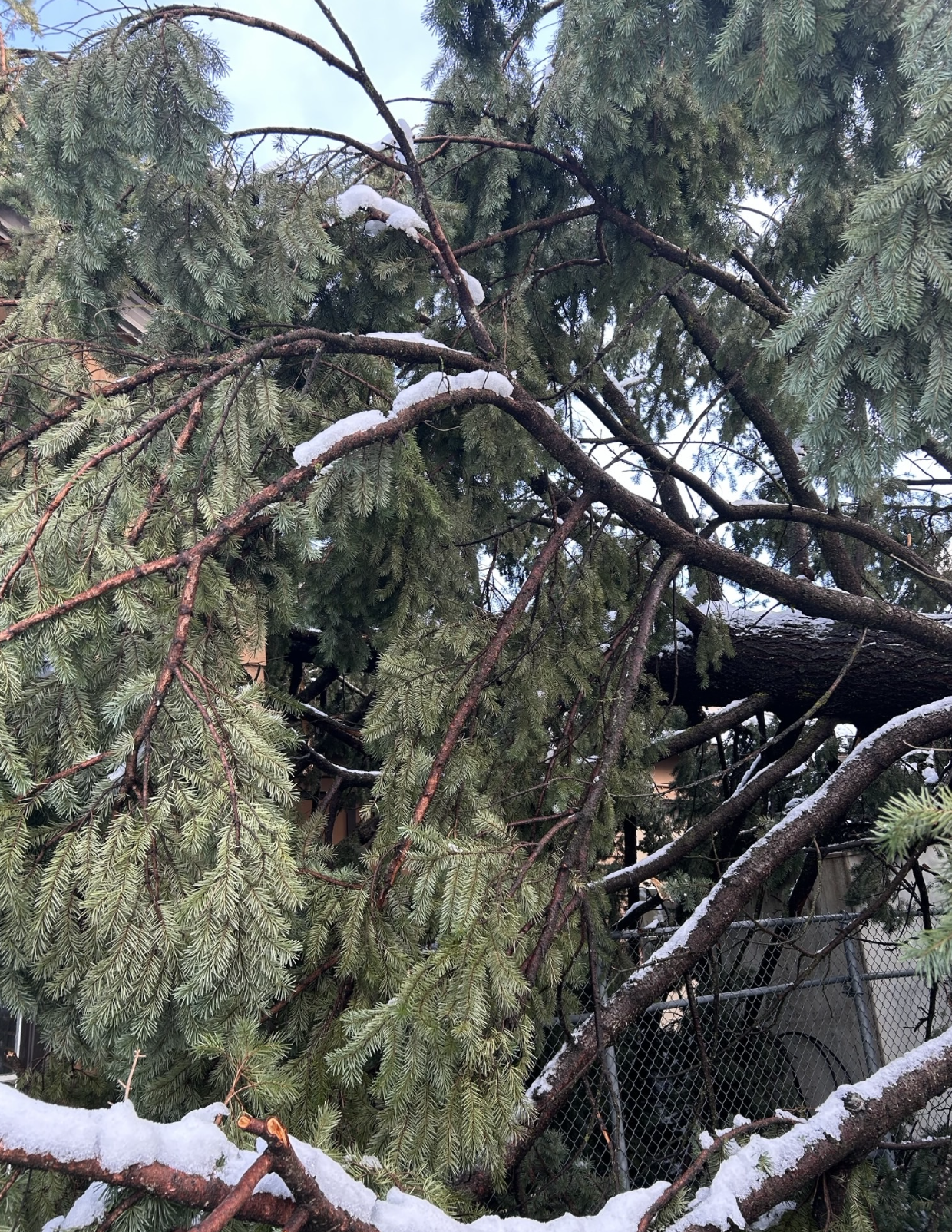 Fallen tree leaning against a backyard fence with snow